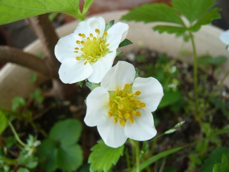 3苺の花　450２.jpg