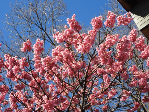 荏原神社の寒緋桜