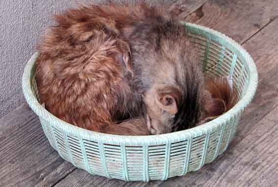 我が家のニャンコ♪2016/06/27-02