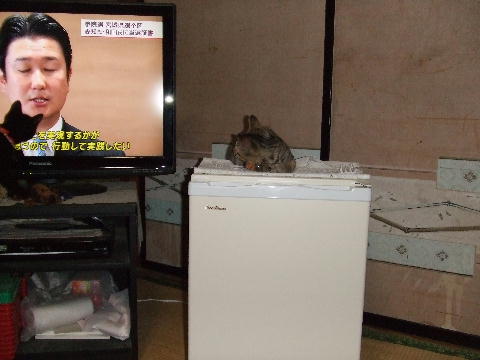 猫4.JPG