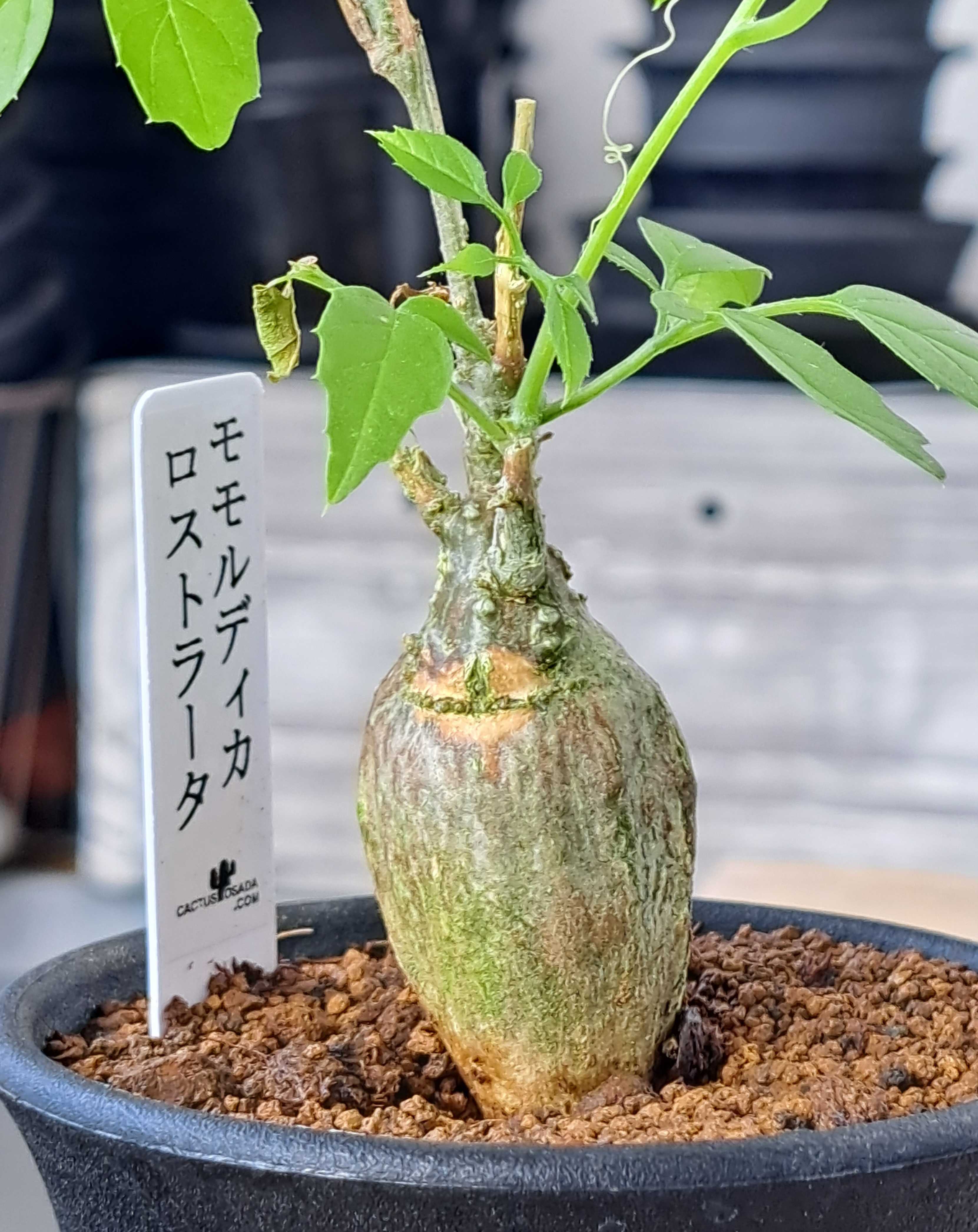 モモルディカ　ロストラタ　雌　塊根 isla del pescado - Momordica rostrata-モモルディカ・ロストラタ