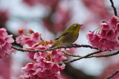 荏原神社の寒緋桜