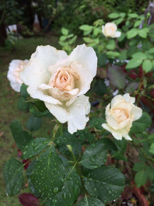 rblog-20170627211100-05.jpg