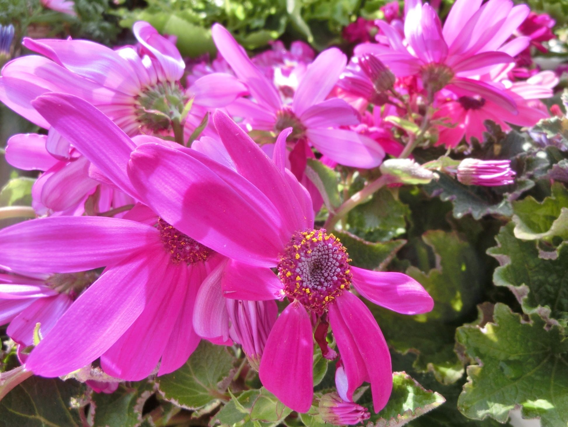 サイネリアが一杯 だい のひとりごと 楽天ブログ