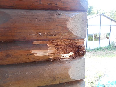 スズメバチの巣その２