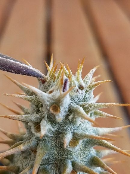 デンシフローラム植え替え。コイツついに分頭したっぽいぞ！ | デルオ