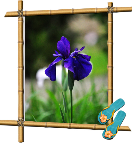 しょうぶ１