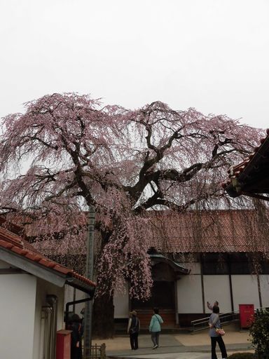 16.03.31桜３.JPG