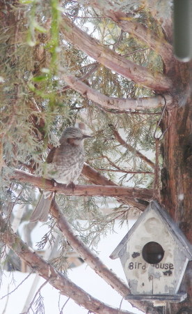 2017-03-09bird (1).JPG