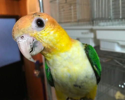 シロハラインコのお散歩中 Inkoya日和 楽天ブログ