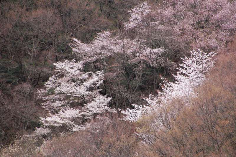 黒川桜の森_008.jpg