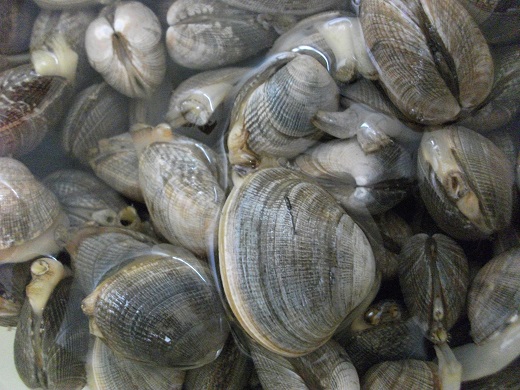 アサリ.jpg