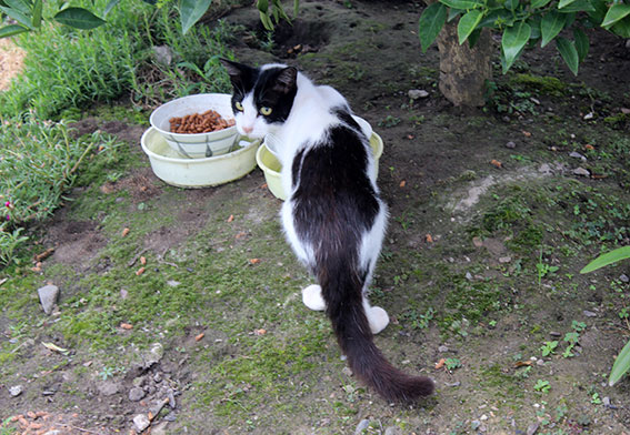 我が家のニャンコ♪2014/07/26-3