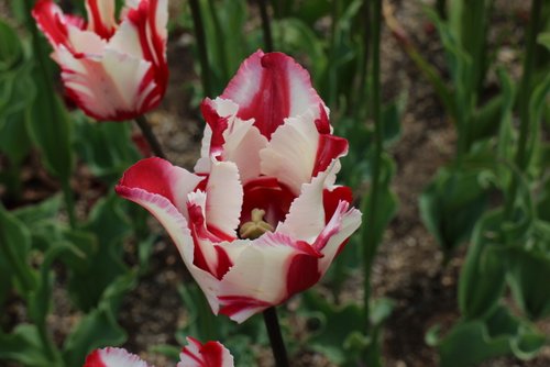 チューリップを滝野すずらん公園