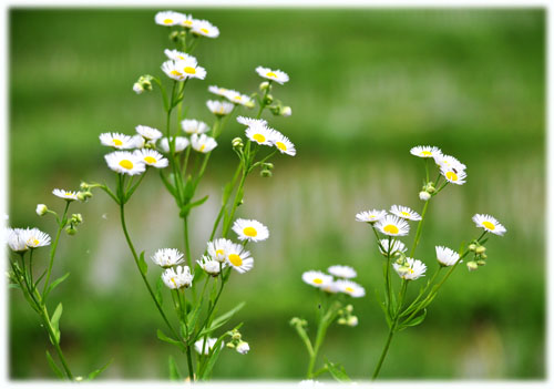 お花