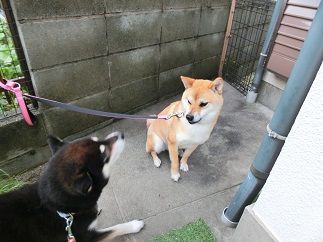 トラとともにマリノを訪ねて 柴楽日記 楽天ブログ