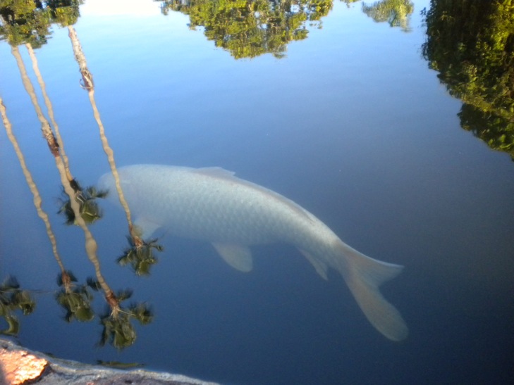 Koi