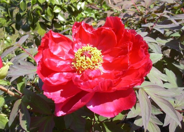 牡丹の花 | 花と蕎麦とリハビリと - 楽天ブログ