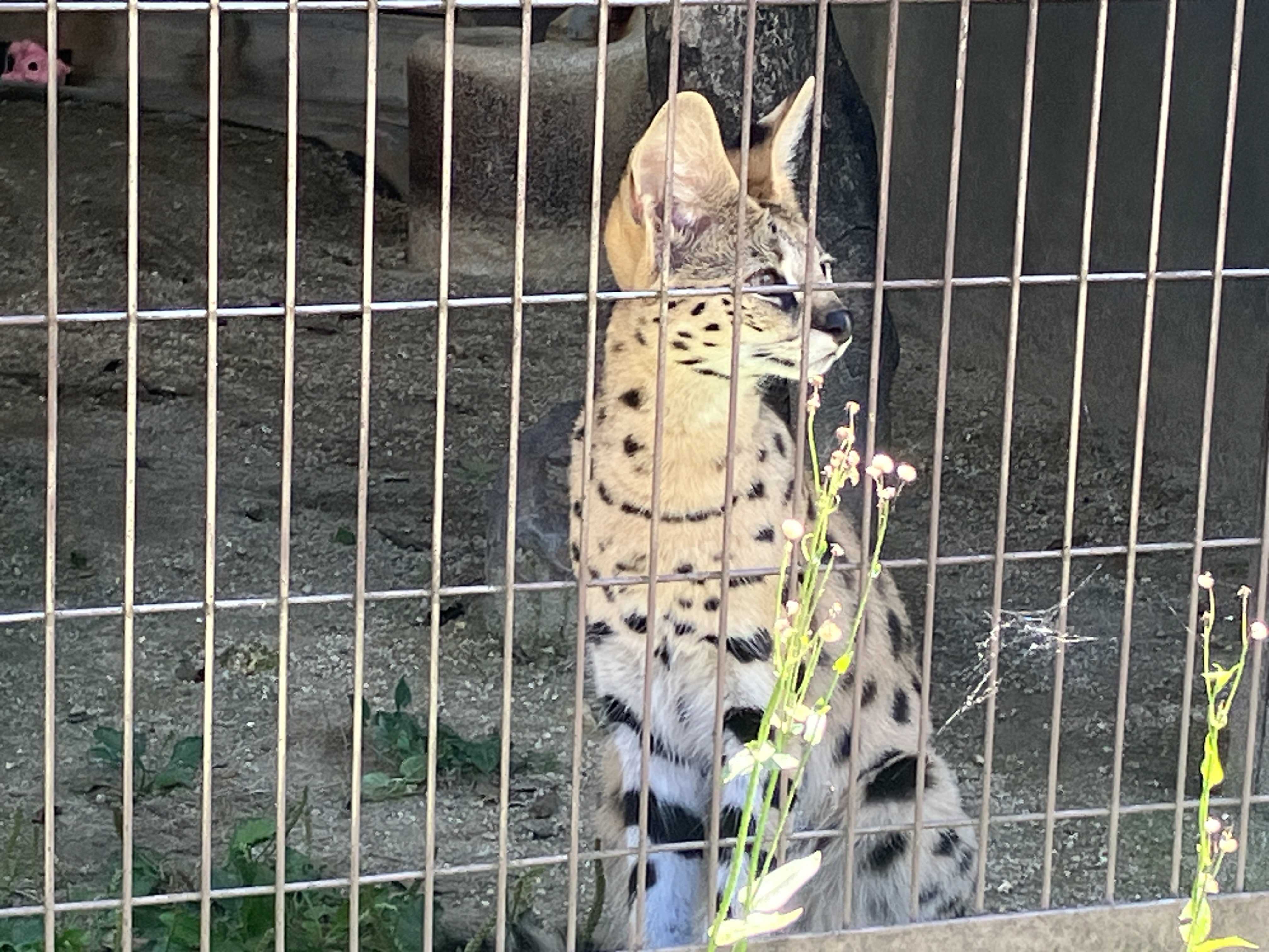 ゆいちゃんが転出します サーバルキャット | 今日は誰と会えるかな だいたい東山動植物園 - 楽天ブログ