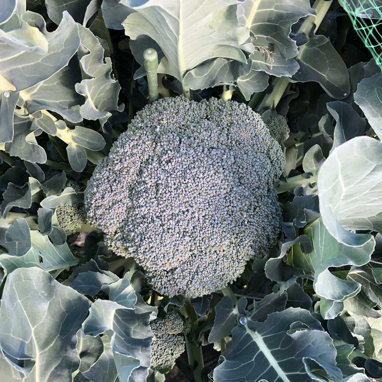 スティックブロッコリーに花が ちょろ松の家庭菜園奮闘記 楽天ブログ