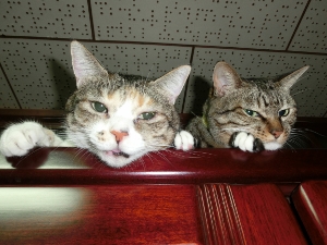 CIMG0050 (300x225).jpg