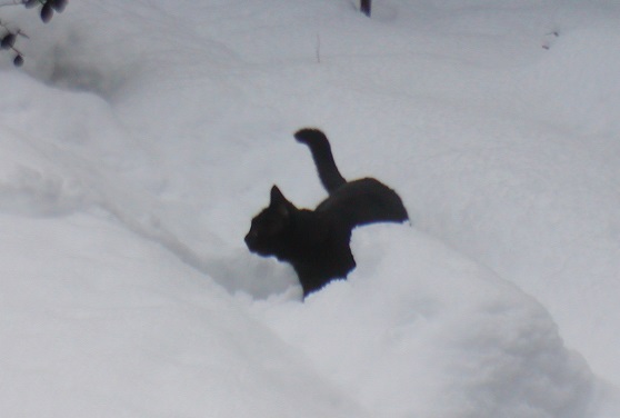 yukimaro_20140209.jpg