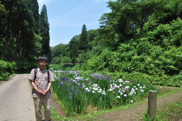 菖蒲・紫陽花