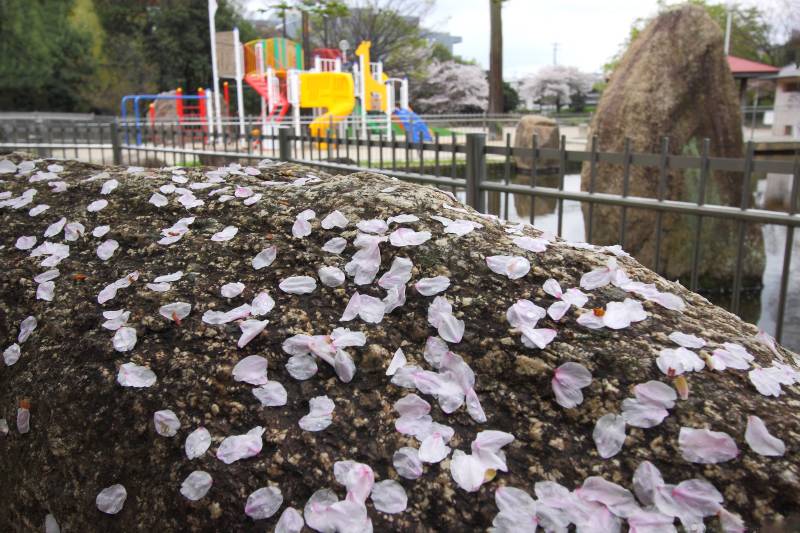 仕舞い桜_003.jpg