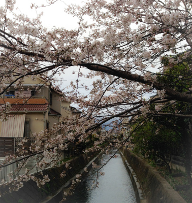 桜y