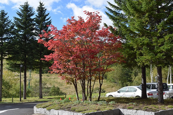 ＧＣ前の紅葉がきれい