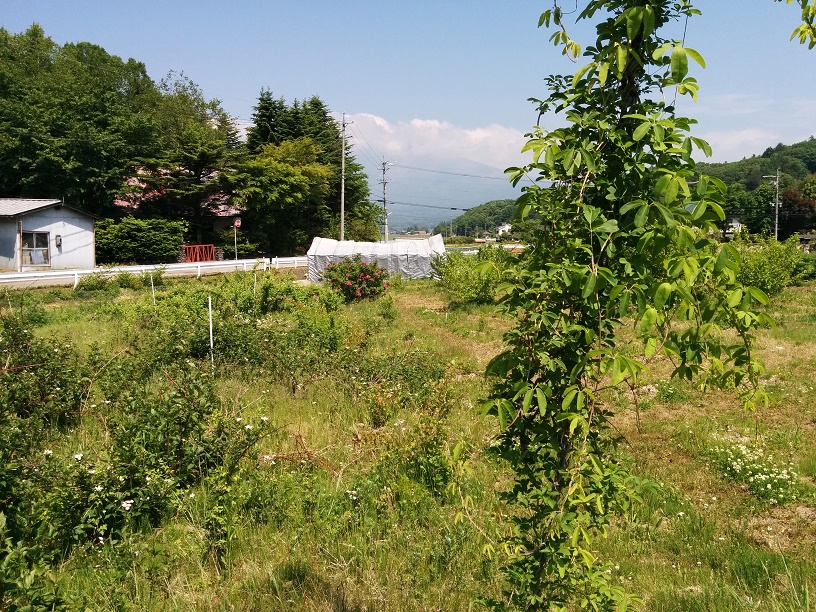 IMG_20150601_100800.jpg