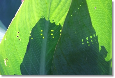 虫食いの葉っぱ 13.9.18