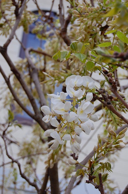 白藤の花