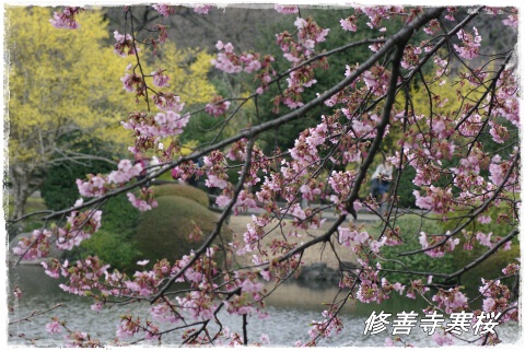 修善寺寒桜3