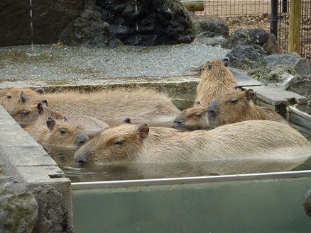 かぴ３.jpg