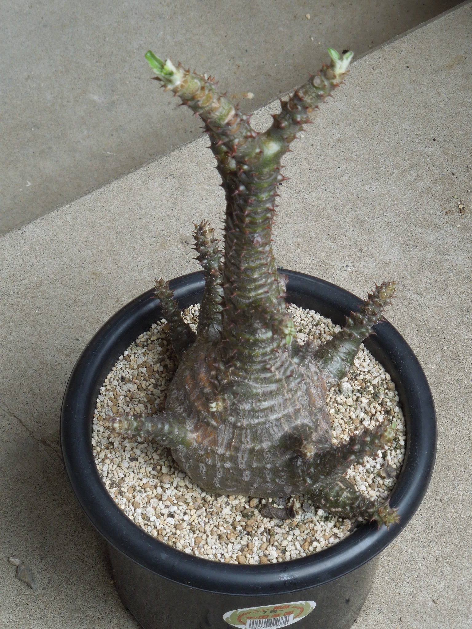 パキポディウム・ウィンゾリー(Pachypodium windsorii)～植え