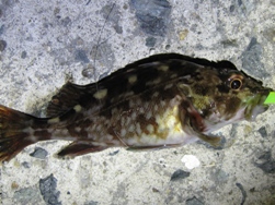 2月17日 23時13ｃｍ