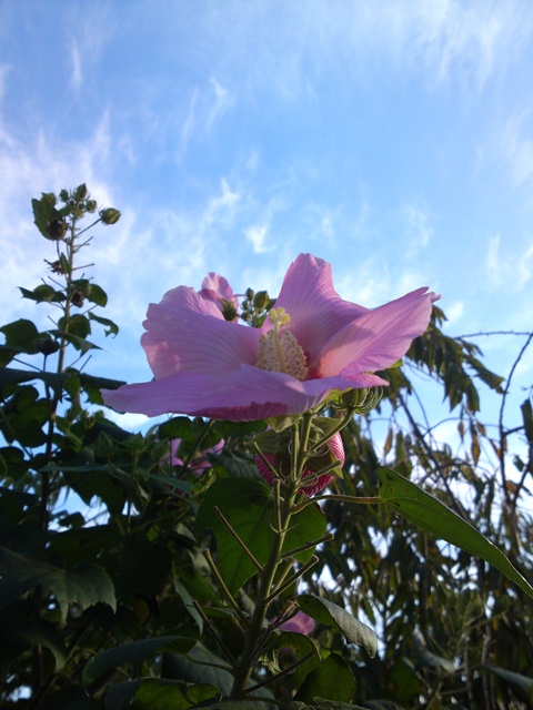 芙蓉／秋空　散歩道　SN3O20121007_0039.jpg
