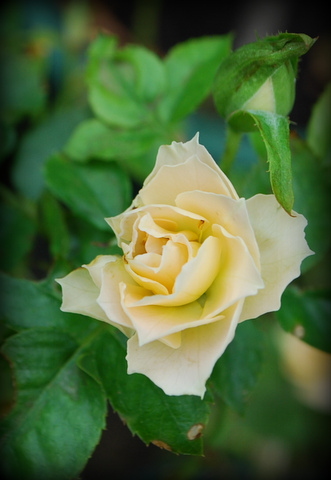 DSC_0002.JPG
