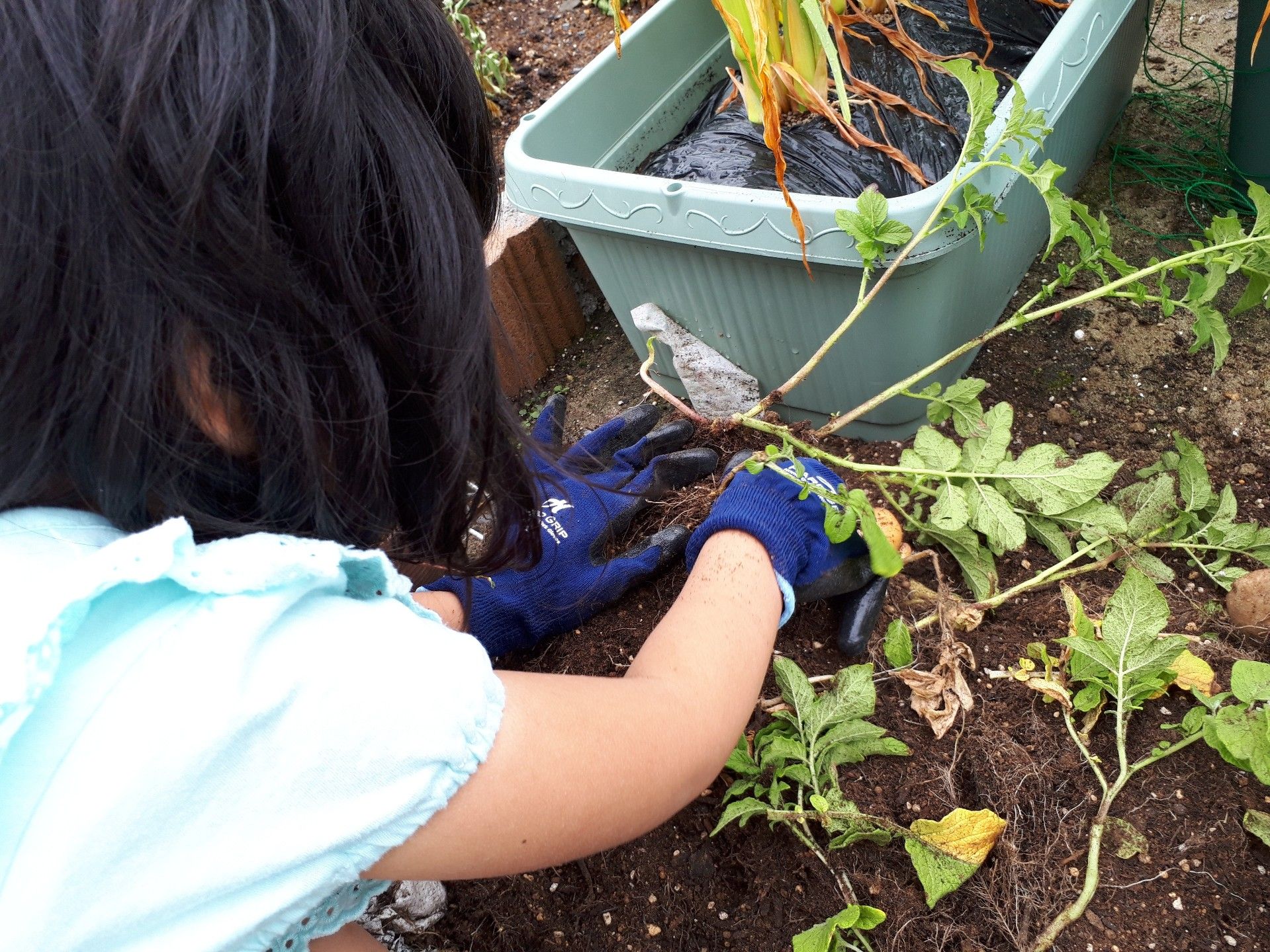 土嚢袋栽培したインカのめざめを収穫 ゆるふわgarden お野菜とお花たちと日々の出来事 楽天ブログ