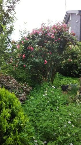rblog-20180720211502-03.jpg