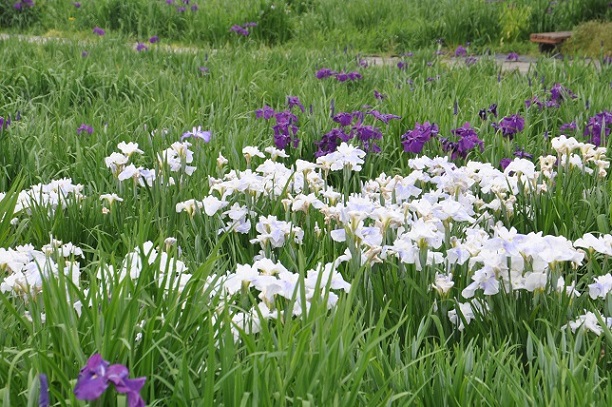 菖蒲城址、ショウブ園