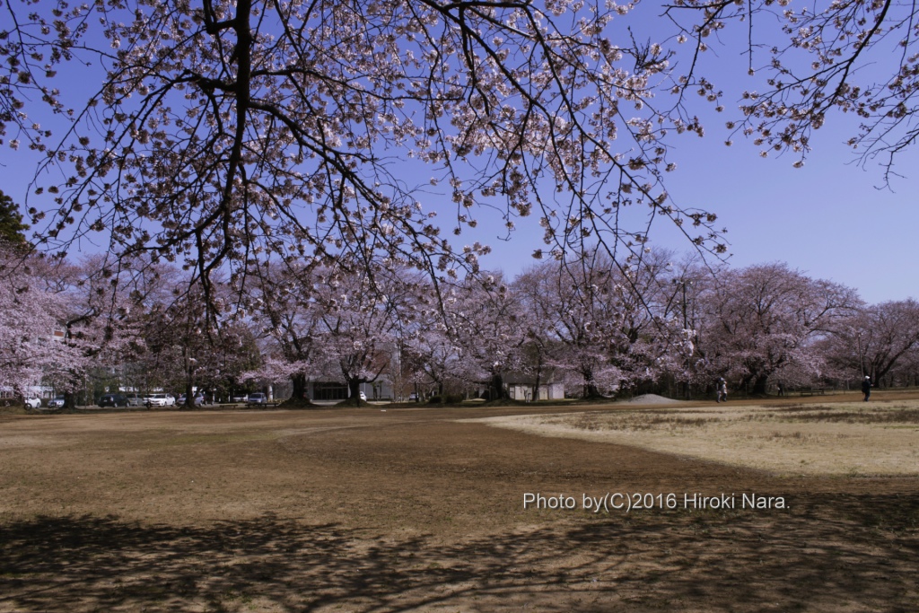 光景　sight0498 桜　サクラ　cherry blossom 春　spring