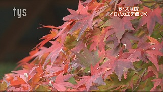tysnews_イロハカエデ.jpg