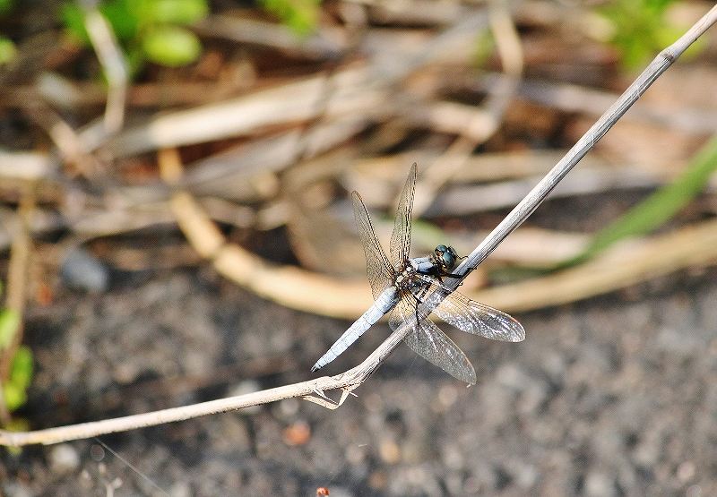 IMG_9795 (800x555).jpg