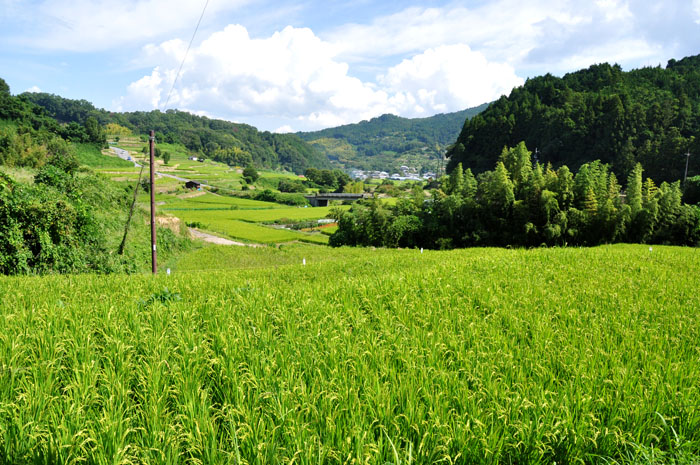 田圃１