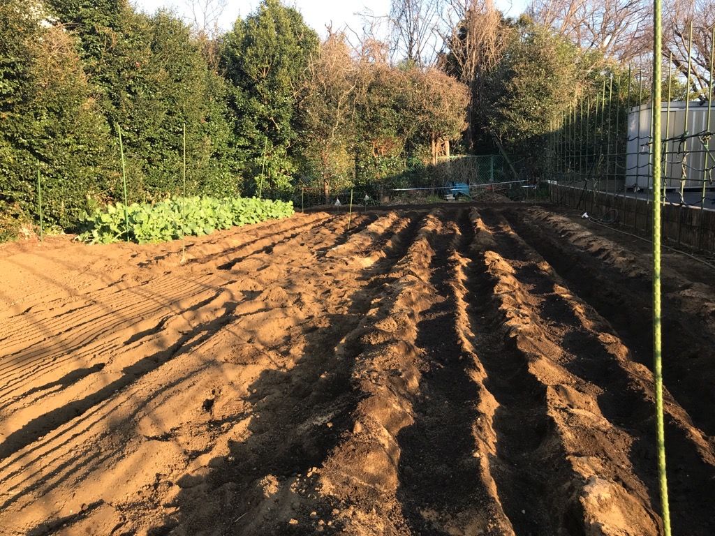 今年は暖かいので野菜の芽吹きが早いです 植木屋の三代目をやってます村野園のブログです 楽天ブログ