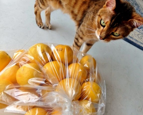 バレンシアオレンジ バター好きの♪オレンジ薫るパウンドケーキ ジャム 簡単