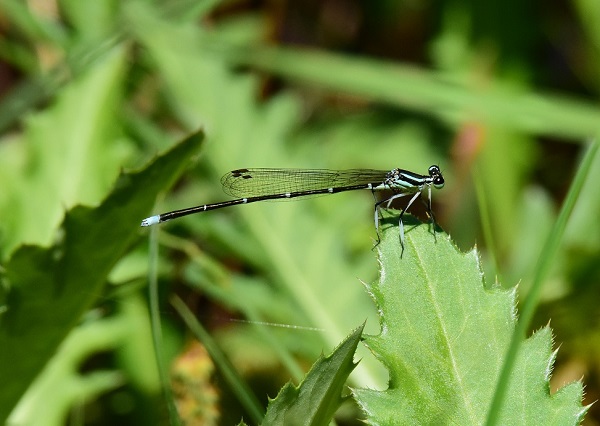 DSC_0154.JPG