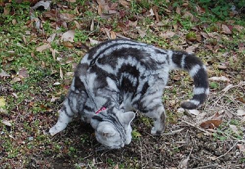 DSC_0041.JPG